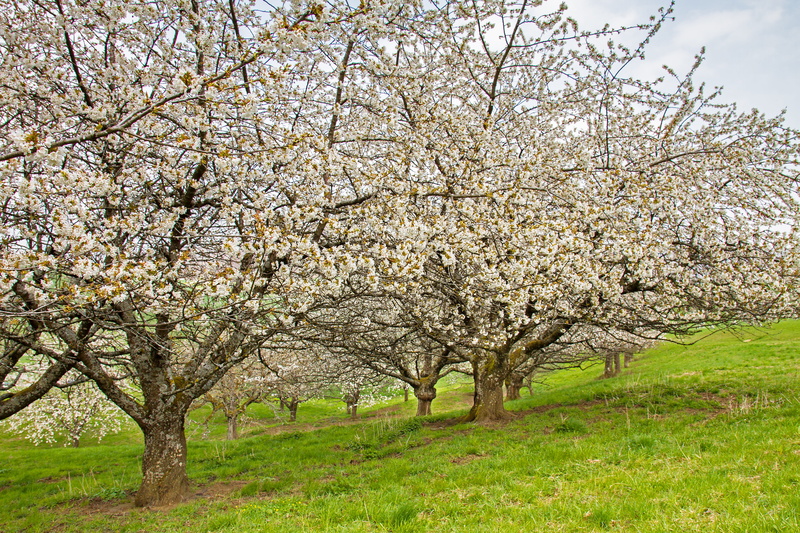 blossom, old fruit trees, branch, tree, vulnerability, flower head, plant, pollination, cherry blossom, springtime, flowering plant, high-stem, land, grass
