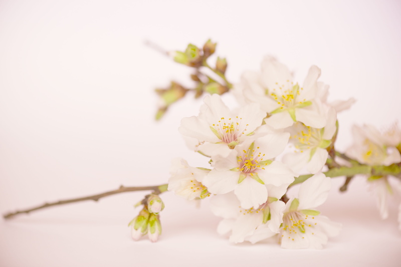 background, rosa, spring, almond, 5K, inflorescence, pollen, tree, freshness, bunch of flowers, white color, blossom, season, branch, flower arrangement