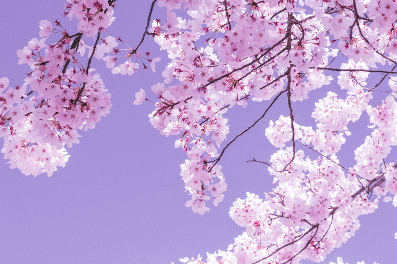 cherry, white, cherry blossom, united states, no people, blue, day, 4K, flower, beauty in nature, view, sunlight, low angle view, red, cherry tree, flora