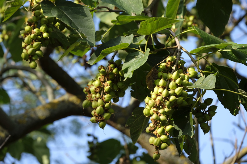 focus on foreground, tree fruit, almond, ripe, day, leaves, plant, wellbeing, branch, healthy eating, beauty in nature, winemaking, 5K, freshness, green color