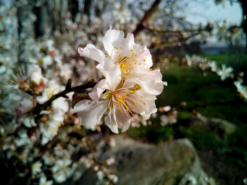 beauty in nature, growth, prunus dulcis, almond tree, almond flower, fragility, spring, nature, branch, pollen, cherry blossom, field, plant, 4K, almond flowers
