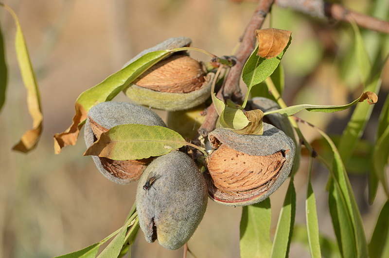 5K, agriculture, freshness, nature, almond tree, plant part, dry, no people, animal themes, leaf, healthy eating, day, dried fruits, food and drink, fruit
