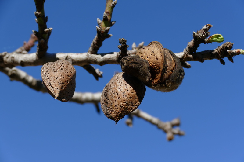 almond, tree fruit, healthy eating, 5K, marzipan, branch, food, no people, nature, clear sky, sunlight, hanging, sky, fruit, banketstaaf, close-up, outdoors