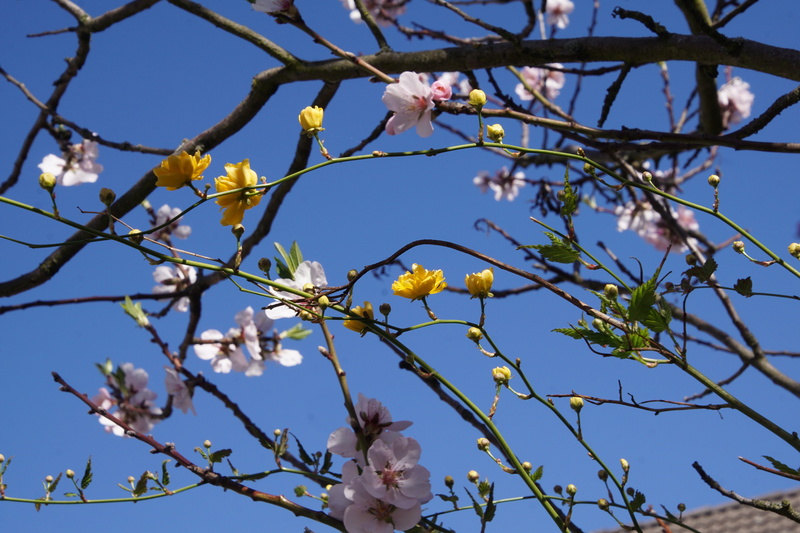 day, spring fever, nature, tree, flower, signs of spring, flowering plant, no people, branch, beauty In Nature, freshness, clear sky, springtime, vulnerability