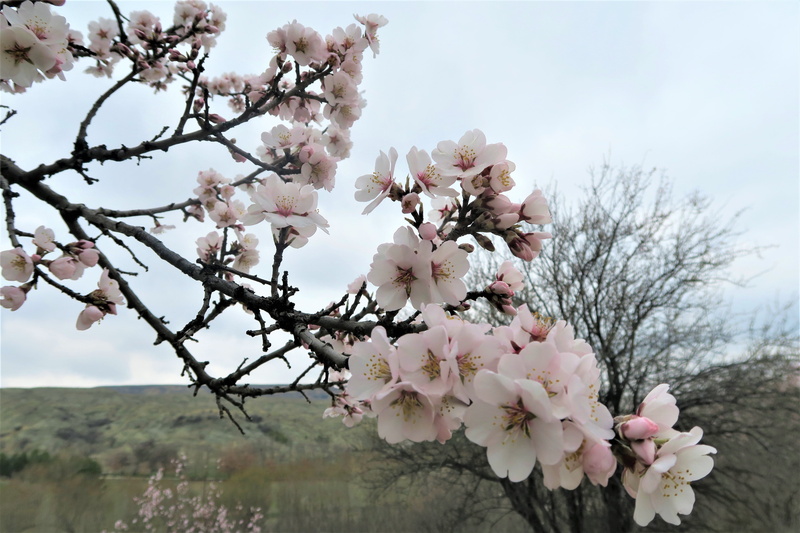 growth, branch, tree, sky, beauty in nature, vulnerability, fruit tree, plant, 5K, springtime, spring, flowering plant, outdoors, twig, cherry blossom