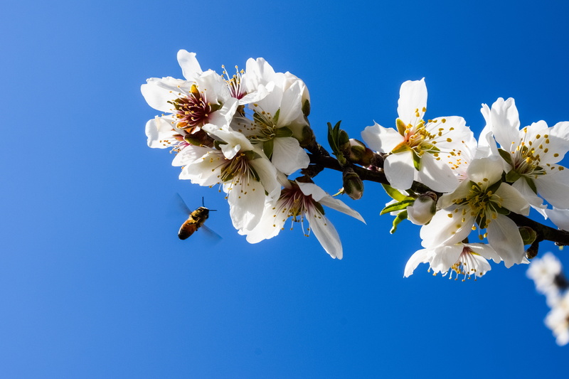 bunch of flowers, almond tree, branch, 5K, no people, flowering plant, springtime, outdoors, growth, fruit tree, clear sky, beauty in nature, bloom, bee