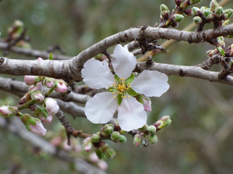 outdoors, vulnerability, flowering, springtime, pollen, twig, selective focus, cherry blossom, day, close-up, spring, nature, flower head, branch, Outbreak