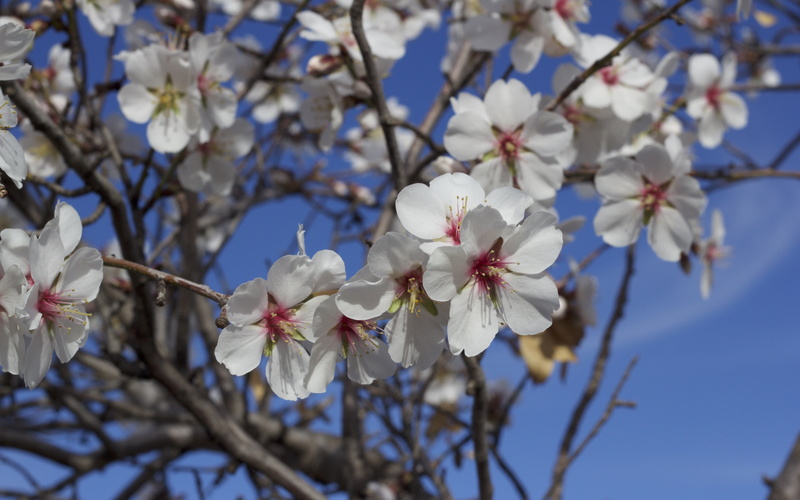 download 3840x2400 flowers, almond tree, Spring, blossoming backgrounds, flowers, 4K
