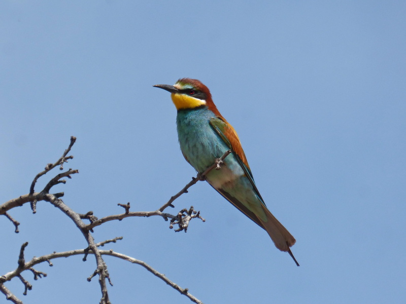 nature, low angle view, no people, one animal, animal, animal themes, plant, animal wildlife, day, animals in the wild, sky, bird, almond tree, bee-eater