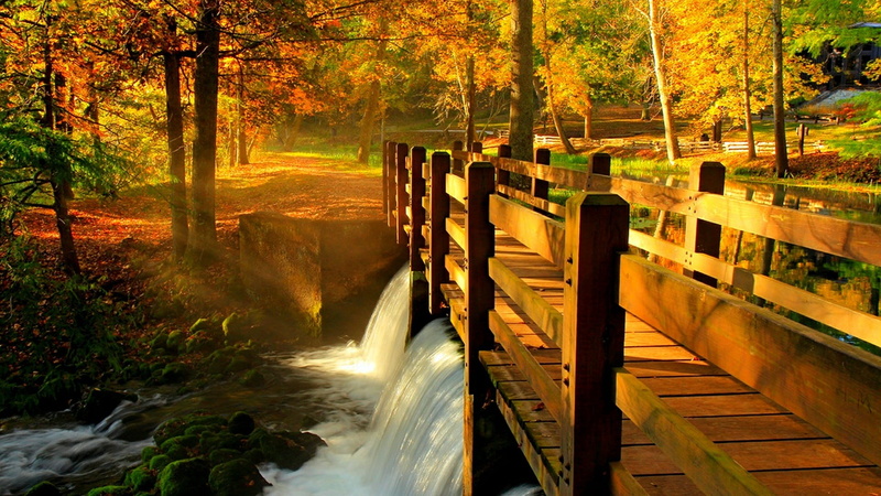leaves, forest, 1080P, outdoors, day, stream - flowing water, water, alley, plant, beauty in nature, change, trees, tranquil scene, motion, flowing water