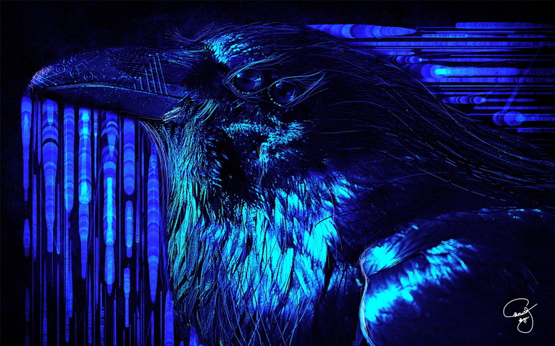 one animal, bird, eye, psychedelic, animal wildlife, animal, domestic, animal themes, no people, animal body part, animal head, vertebrate, focus on foreground