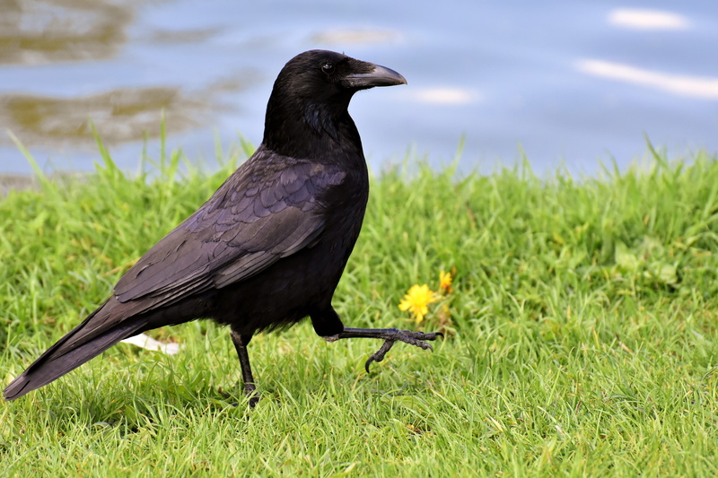 raven bird, walking, grass, side view, vertebrate, green, flower, carrion crows, crow, bill, black, animal wildlife, animal, common raven, one animal, plant
