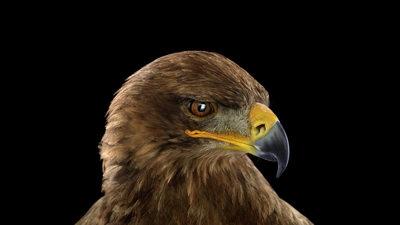 falcon - bird, animal head, eagle - bird, nature, bird of prey, black background, indoors, looking, eagle, beak, animals, vertebrate, one animal, bird