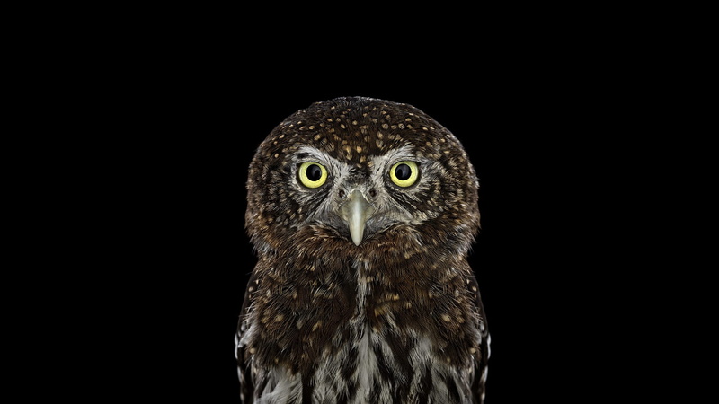 simple, 1920x1080, owl, bird, photography, simple background, 1080P, background, animals