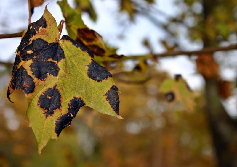 2K, mushroom, outdoors, dry, tree, leaf disease, autumn collection, beauty in nature, maple wrinkle scab, autumn, no people, plant, leaves, growth, fall