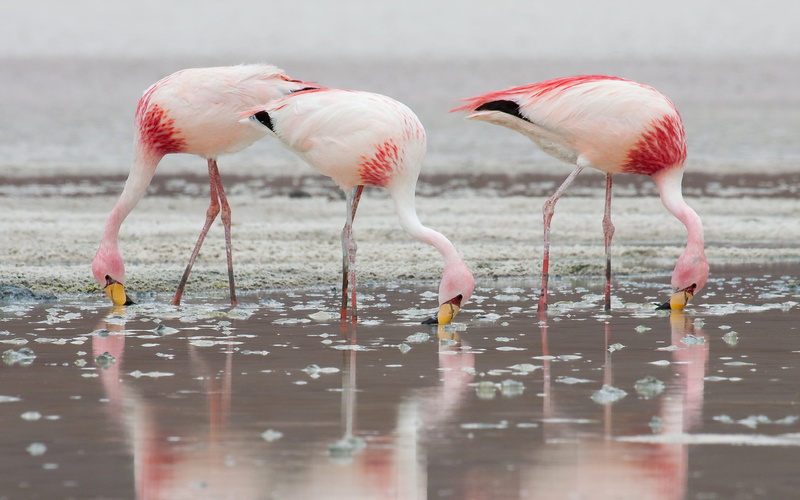 legs, nature, animals in the wild, red, face, including, carotenoid, day, drinking, leg, focus on foreground, wading, pink color, freshwater bird, animal