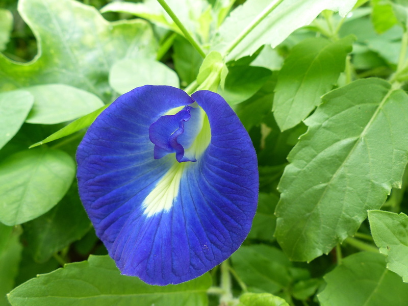 freshness, macro, bloom, dye, flowering plant, green color, leaf, clitoria, pigeonwings, plant, herb, 2K, climber, ivy, asia, agriculture, butterfly pea