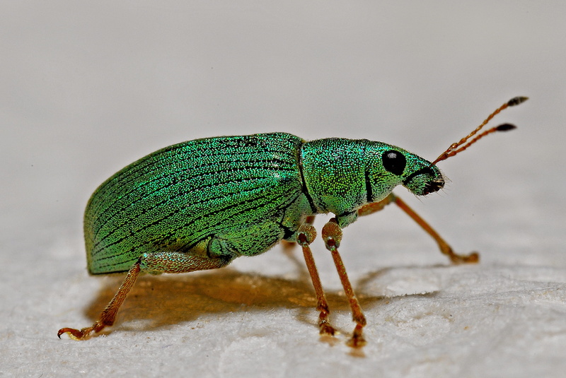 animal themes, side view, bug, nature, green, one animal, invertebrate, vertebrate, animal wildlife, day, colour, animal body part, eye, beetle, full length