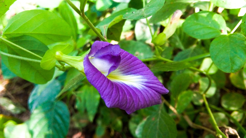 clitoria ternatea, flower head, closeup, nature, close-up, fragility, freshness, plant part, vulnerability, garden, purple, 4K, leaves, herbal, shrub