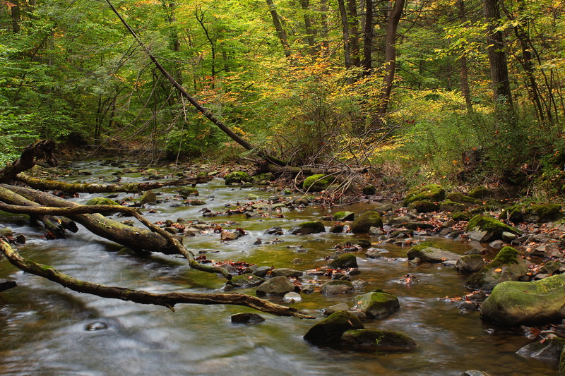 Jacobsburg State Park, time lapse photography, creative commons, creek, nature, green Color, foliage, trees, low light, moss, scenics, lapse, landscape
