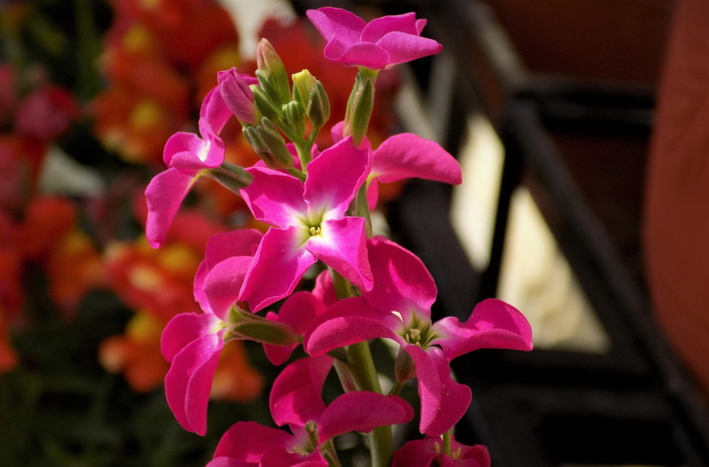 plant, flower arrangement, focus on foreground, color, graphic design, close-up, no people, pebble-based, day, splash, candle, decoration, flower head