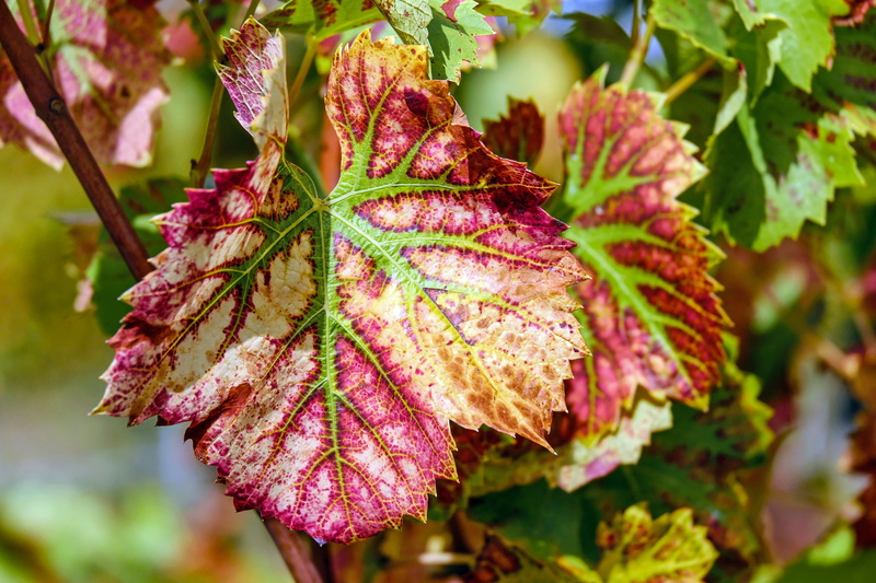 pigmentation, 4K, leaves, vine