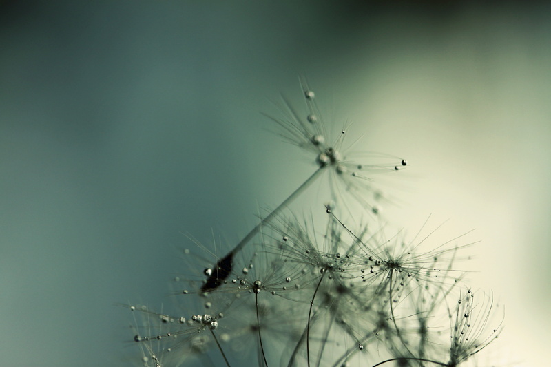 4K, Canon EOS 500D, WORLD  PEACE, macro, ESSENCE, SHINY, nature, WATER, plant, OPTION, dandelion, SCOTLAND, SOFT, HARD, macro photography, WET, white