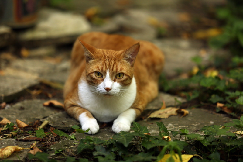 domestic Cat, Côte dAzur, Pets, tabby cat, outdoors, cat, garrigue, kitten, red, Aix en Provence, Frankreich, Chats, Vernègues, friendly, Méditerranée