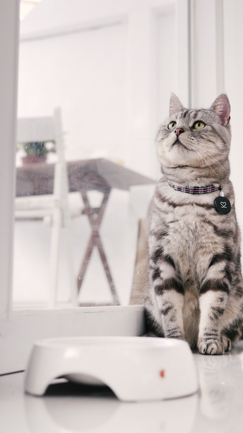 domestic animals, pets, sitting position, looking, introduction to american shorthair cat, indoors, one animal, home interior, feline, sitting, relaxation