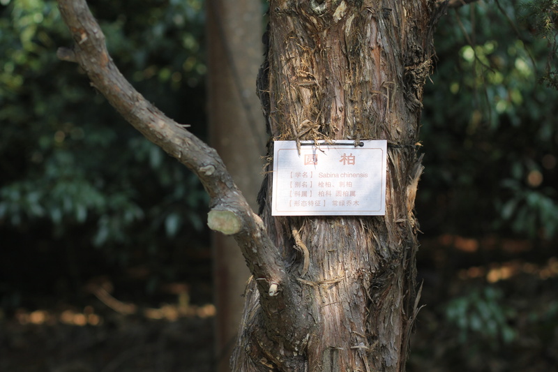 trees, land, wood - material, text, forest, outdoors, trunk, no people, communication, growth, nature, plant, bark, day, close-up, information, sign, tree