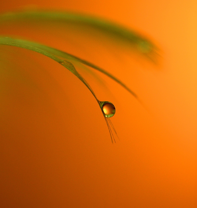 WATER  DROP, green leaf, close-up, HIGHLIGHT, 2K, drop, CANON, 500D, freshness, nature, water drop, plant, SCOTLAND, micro, leaf, MACRO, HSS, green, YELLOW