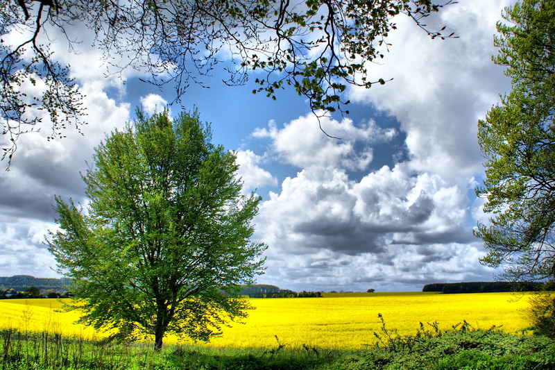 agriculture, oilseed Rape, clouds, blue, farm, green, Rapeseed, sky, nature, springtime, cumulus, rural Scene, tree, leaf, meadow, green leaf, cumulus clouds