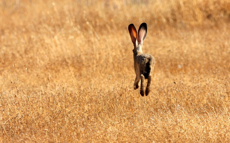 1080P, bunny, animals, hd, wild, rabbit, jack, brown