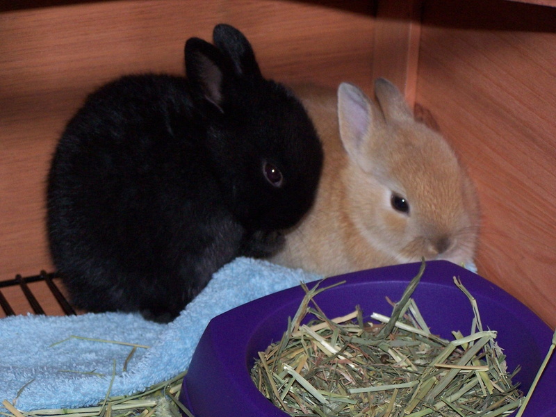 rabbits, bunny, rabbit, 1080P, mini, animals, dwarf