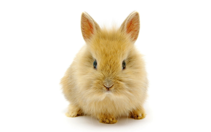 hd, rabbit, animals, brown, 1080P, white, bunny