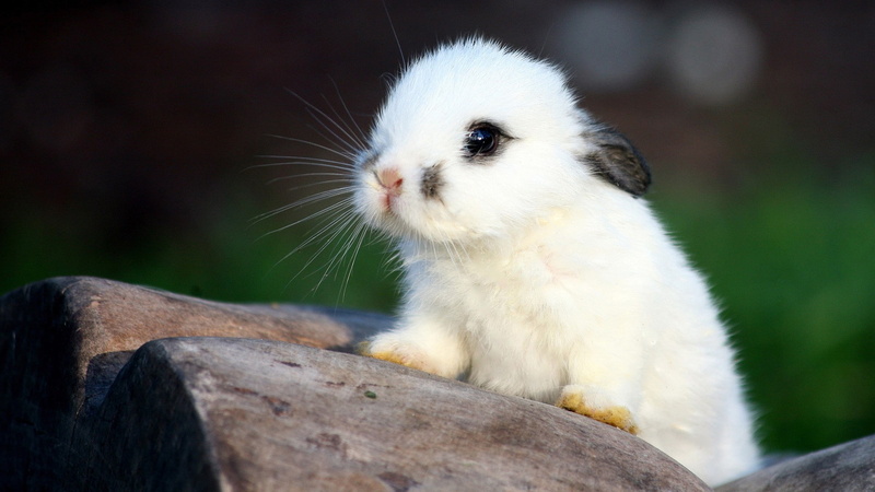 1080P, hd, bunny, rabbit, animals