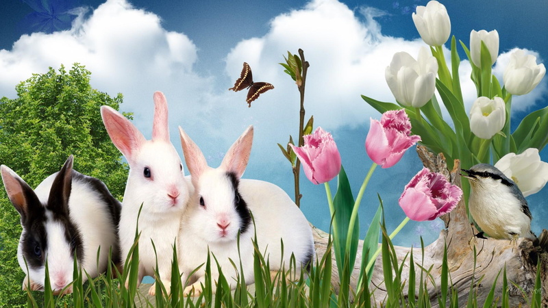 bunnies, grass, tulips, rabbits, firefox persona, easter, spring, clouds, spirng, 3d and abstract, 1080P