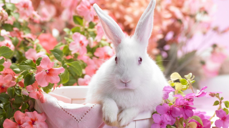 rabbit, bunny, flowers, easter, spring, 4K, white rabbit