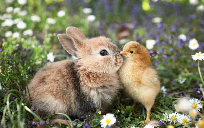 easter, beauty in nature, rabbit, flowering plant, 720P, spring, fragility, pets, chick, cute, softness, selective focus, bird, funny, bunny, day, outdoors