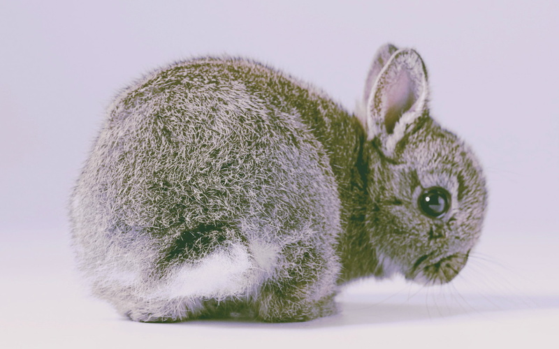 rabbits, 1080P, nature, animals