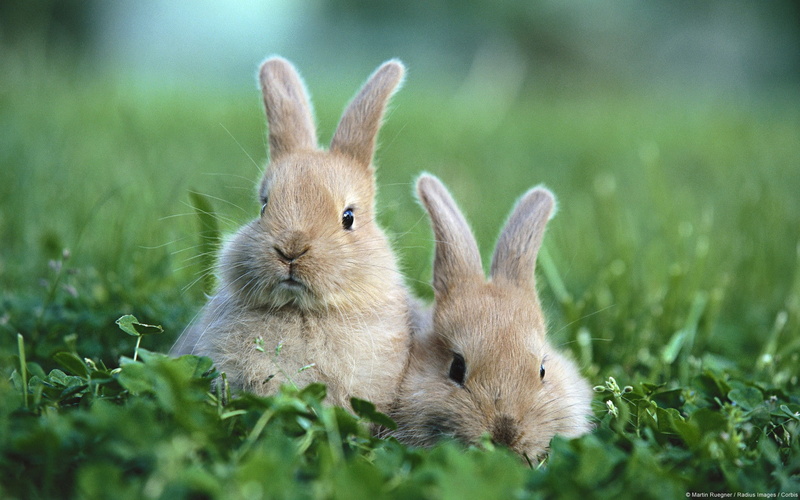 nature, 1080P, animals, rabbits