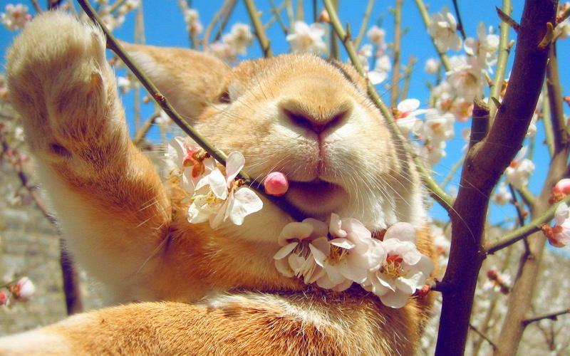1080P, animals, nature, rabbits