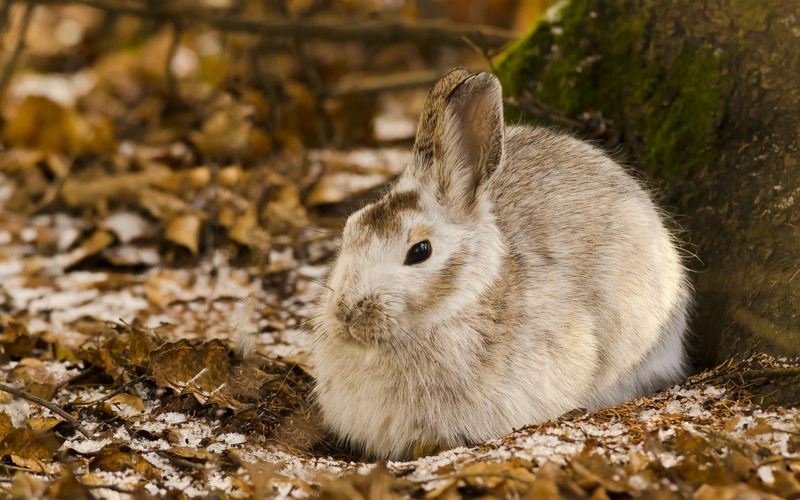 brown, rabbit - animal, rodent, one animal, close-up, rabbit, animal, domestic animals, vertebrate, 1080P, animal themes, white, nature, herbivorous, field