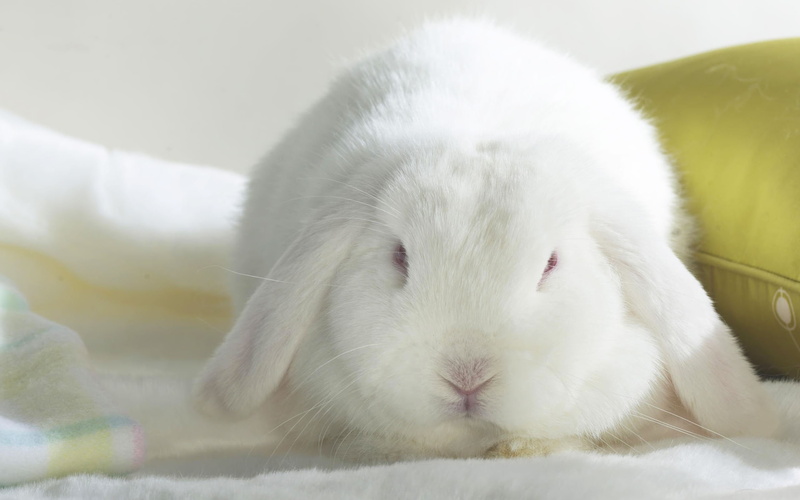 rabbits, animals, 2K
