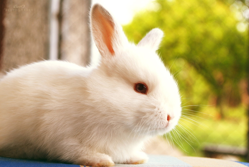 white, 2K, nature, rabbit, animals, blur