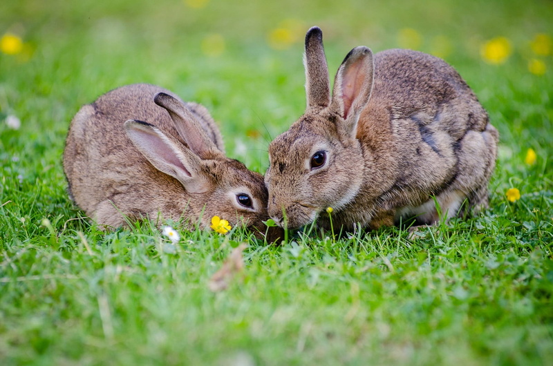animal ear, brown, eating, rabbit - animal, vertebrate, easter, bunnies, 1080P, field, animals, green color, no people, plant, land, animal wildlife, animals in the wild