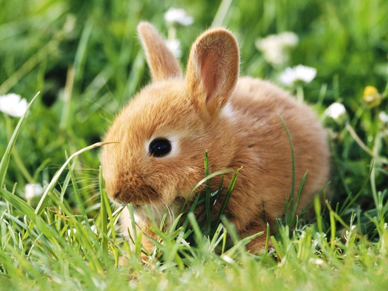 hd, bunny, animals, 720P, rabbit