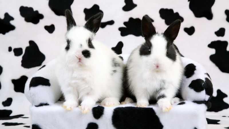 hd, balck, cow, white, rabbit, print, animals, 1080P, rabbits, bunny, two