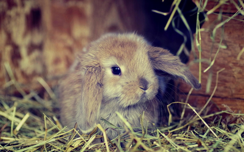 vertebrate, 1080P, rodent, animal wildlife, animal head, focus on foreground, cute, plant, pets, outdoors, day, animal themes, grass, portrait, domestic