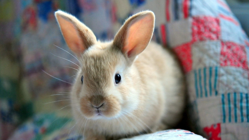innocence, whisker, pets, selective focus, animal wildlife, rodent, relaxation, rabbit - animal, people, mammal, animal body part, looking at camera, nature
